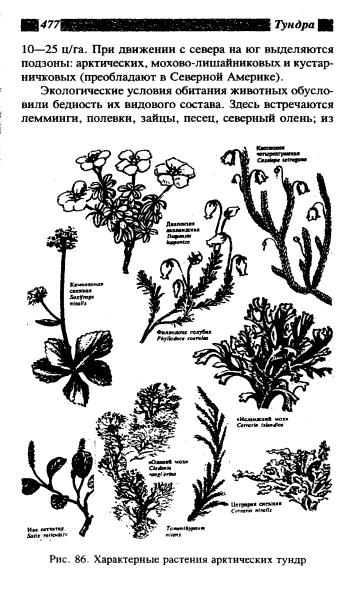 Растения тундры раскраска