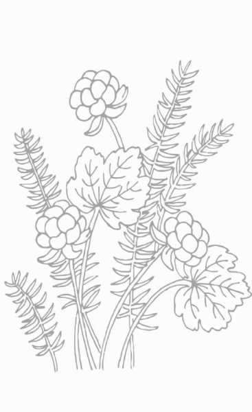 Морошка раскраска для детей