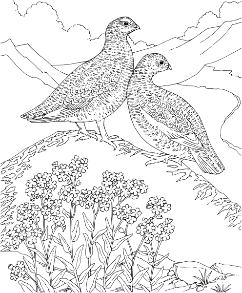 Раскраска Дикие птицы