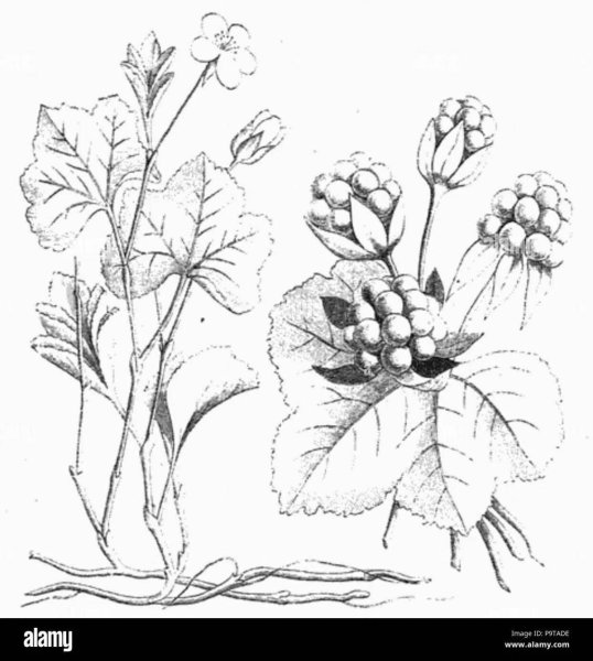 Морошка Болотная иллюстрация