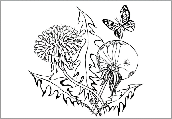 Одуванчик раскраска