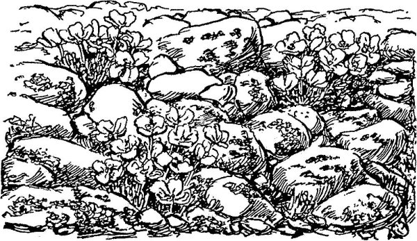 Растения тундры раскраска