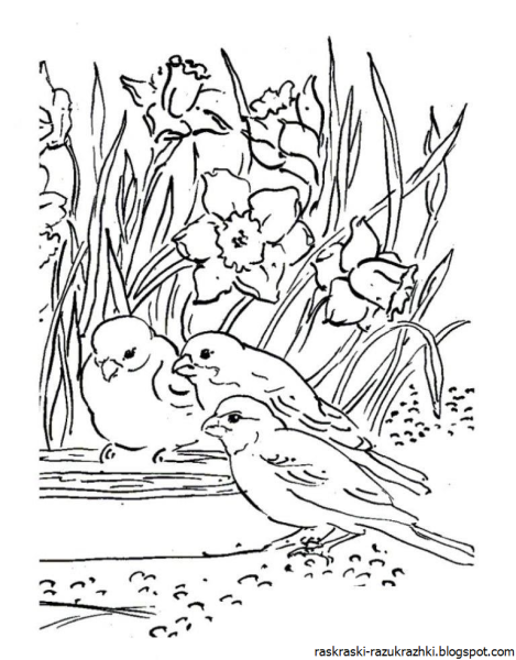 Раскраска природа