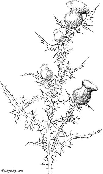 Чертополох и репейник