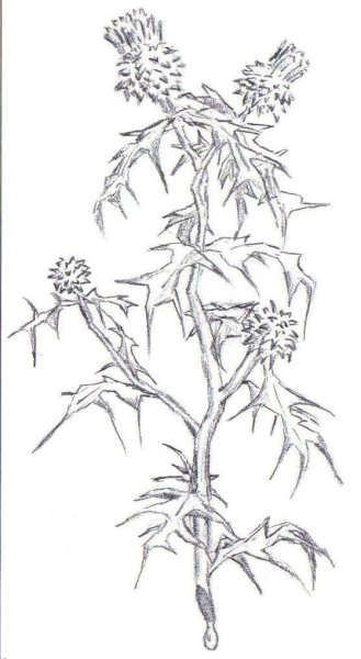 Чертополох карандашом