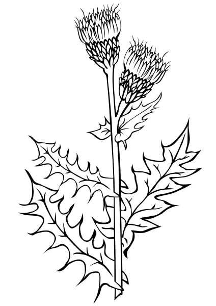 Бодяк лопух чертополох