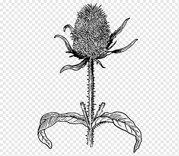 Расторопша вектор