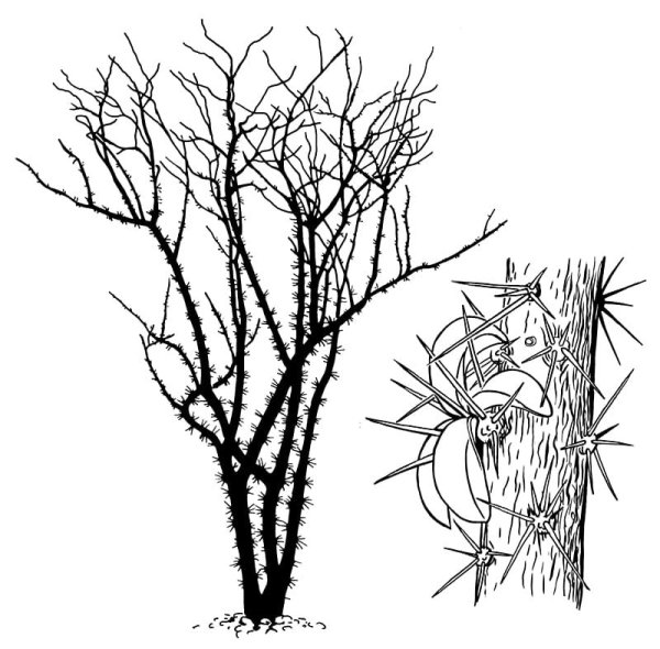 Саксаул колючки