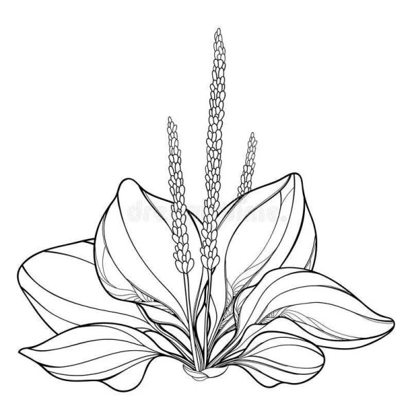 Подорожник раскраска