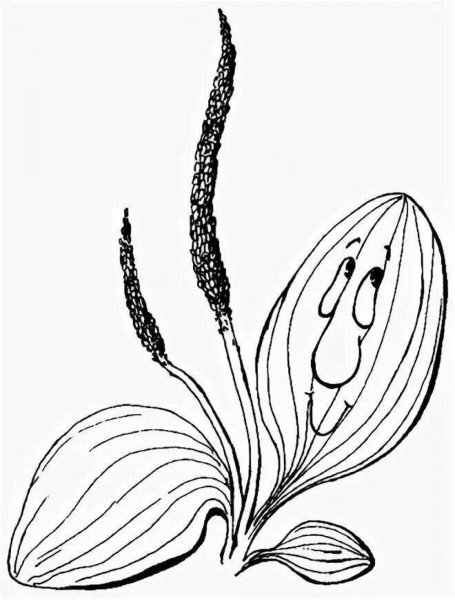 Подорожник карандашом