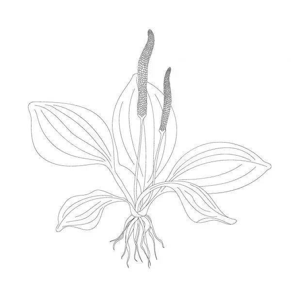 Нарисовать подорожник в садик