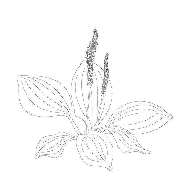 Подорожник раскраска для детей