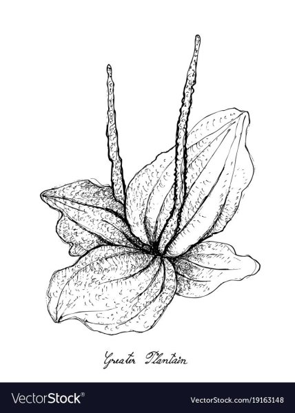 Подорожник рисунок карандашом