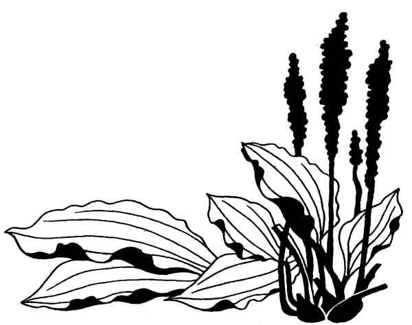 Подорожник большой раскраска