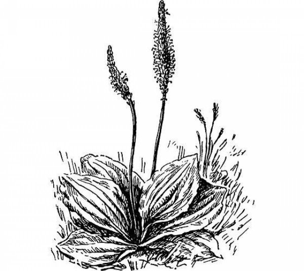 Подорожник большой