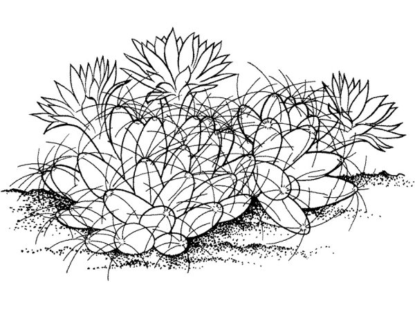 Джузгун раскраска