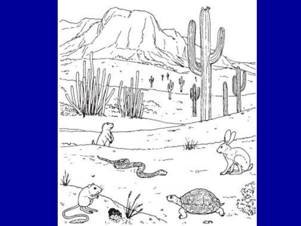 Пустыня раскраска