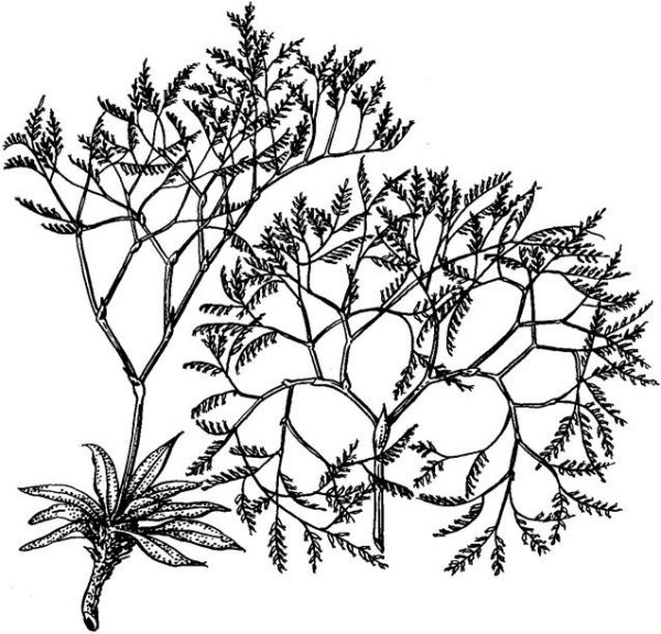 Кермек перекати-поле