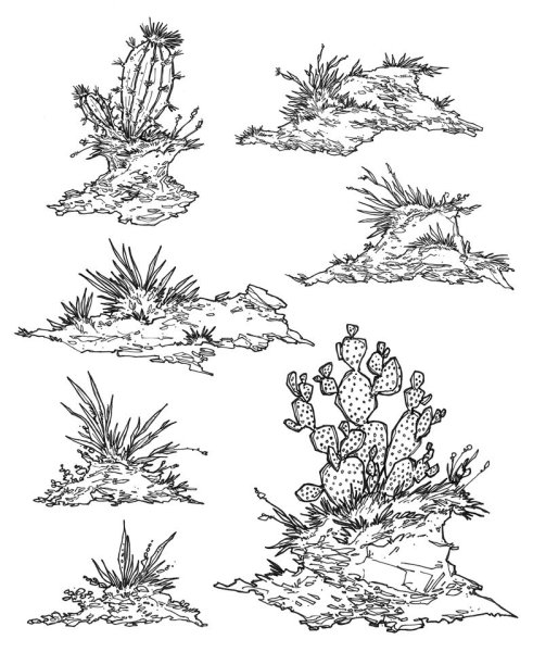 Растения пустыни раскраска