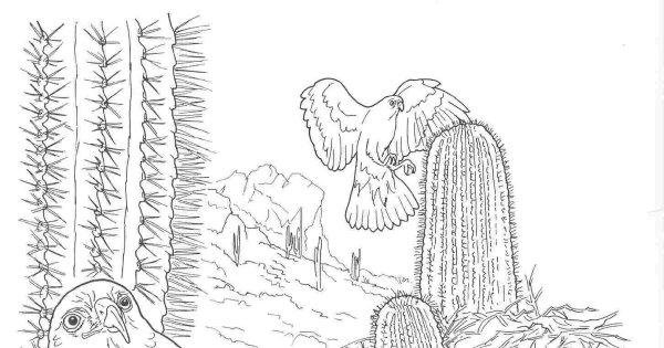 Кактус в пустыне раскраска