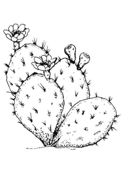 Опунция (Opuntia)
