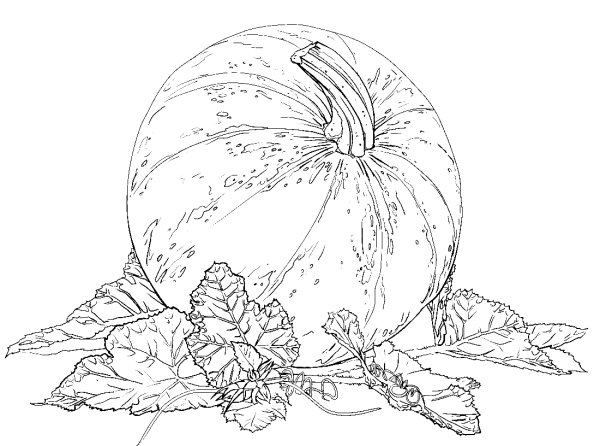 Раскраска овощи тыква