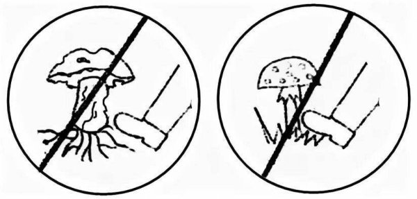 Природоохранные знаки раскраска