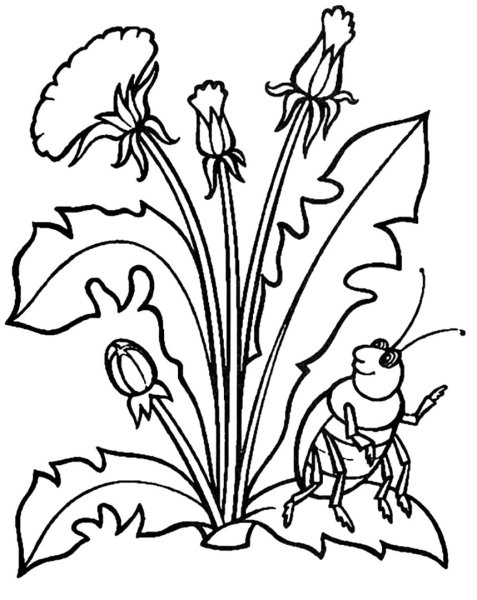 Одуванчик раскраска