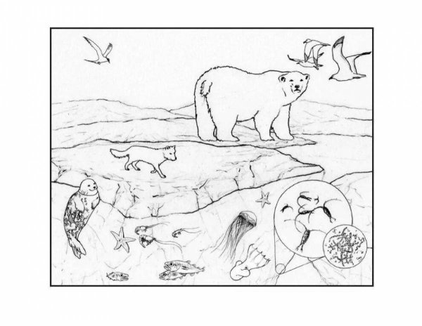 Арктика рисунки раскрашки для детей