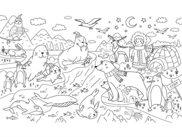 Раскраска животные севера