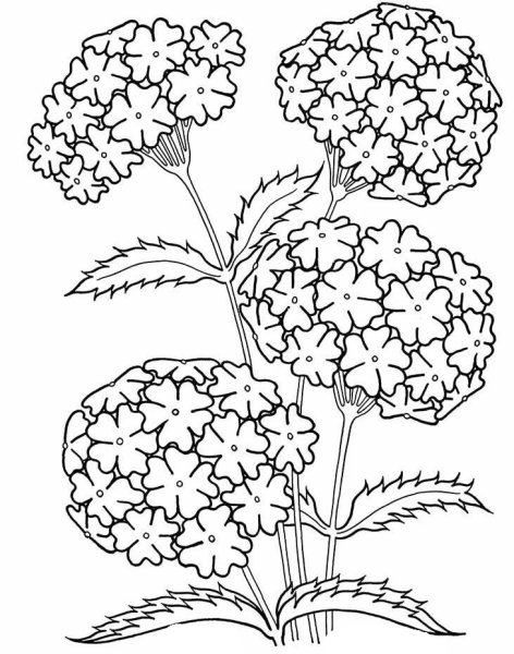 Верьа гибридная рисунок