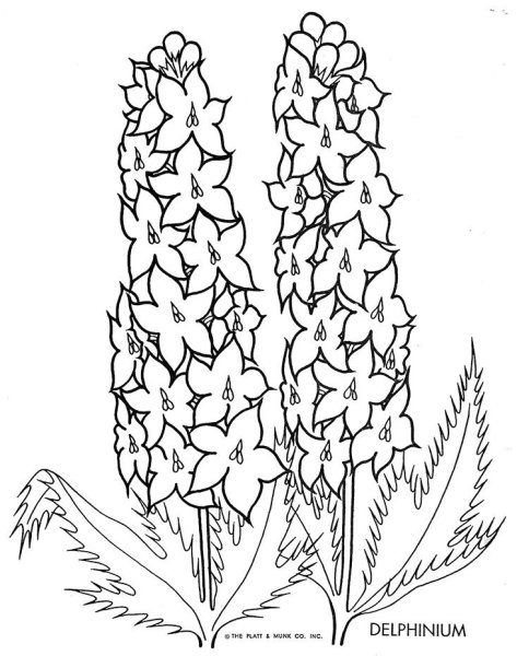 Живокость Уральская раскраска