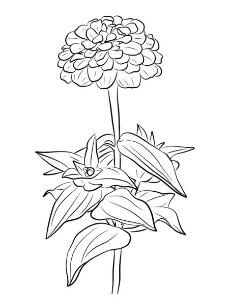 Садовые цветы. Раскраска