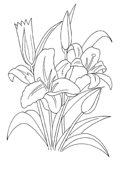 Раскраска цветы лилии