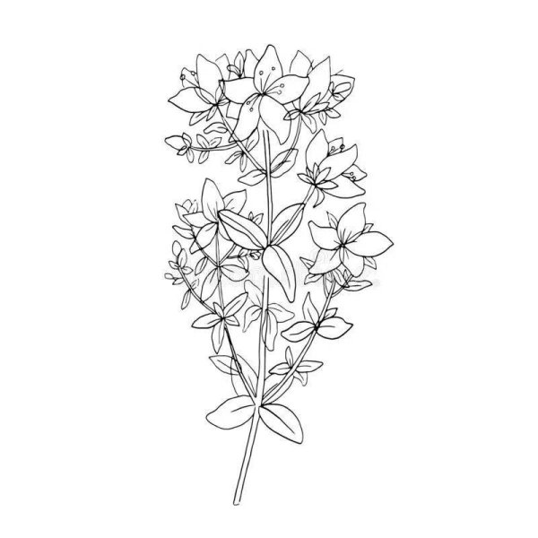 Зверобой раскраска