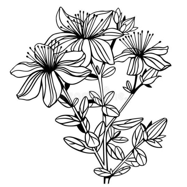 Зверобой контур