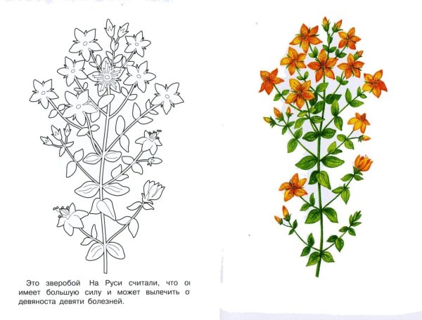 Зверобой растение раскраска