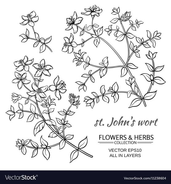 Зверобой чб