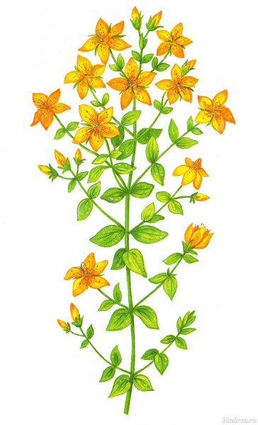 Зверобой полевой