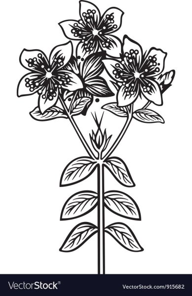 Зверобой раскраска