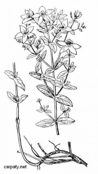 Зверобой продырявленный (Hypericum perforatum)