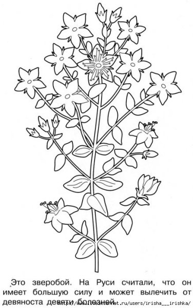 Полевые цветы шаблон