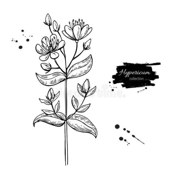 Зверобой продырявленный в черном белом