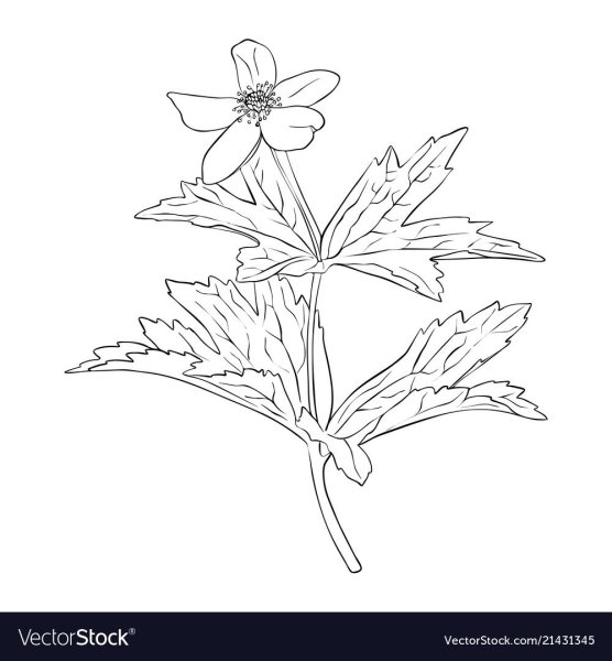 Ветреница Дубравная рисунок