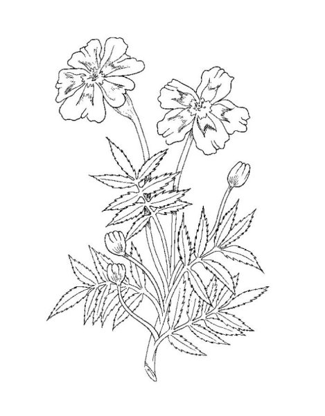 Бархатцы для детей