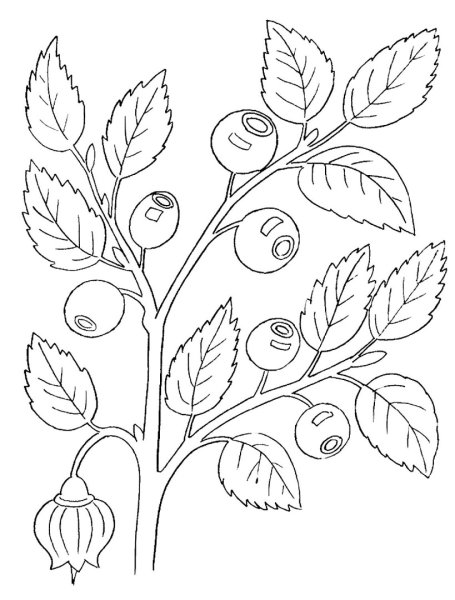 Лесные ягоды раскраска