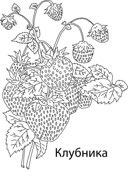 Земляника раскраска