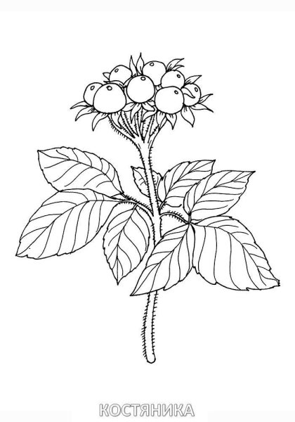 Костяника хмелелистная