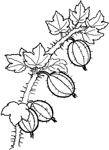 Крыжовник раскраска