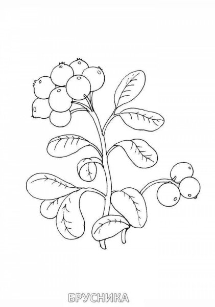 Раскраска брусника Лесные ягоды